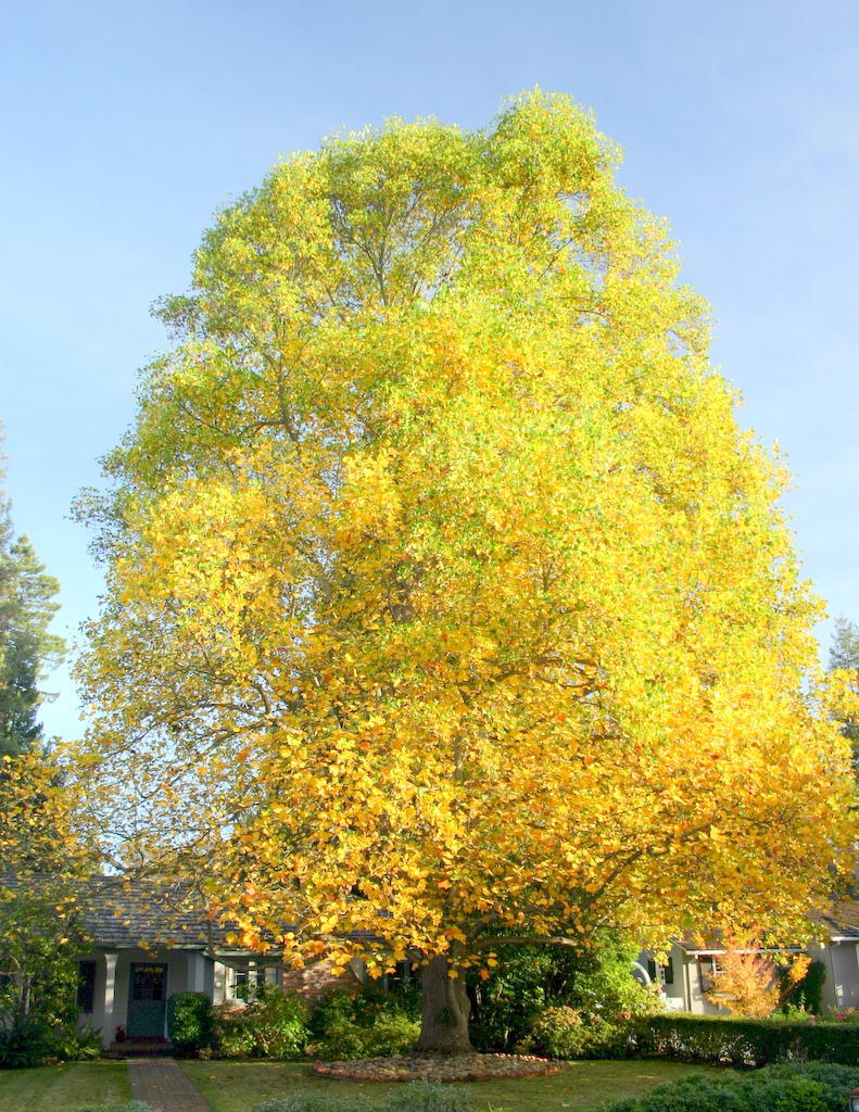 Liriodendron